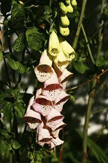Medicinal Herb Images Drucke: Digitalis, foxglove