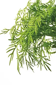 Dill Herb Photography Drucke: Dill