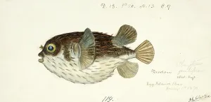 Historical Animal Depictions Drucke: Diodon Orbicularis, spiny fish