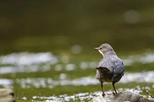 No People Waterfront Photography Drucke: A dipper sits in a stream, Honnetal