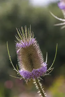 Wild Teasel Drucke: Dipsacaceae, Dipsacus Fullonum