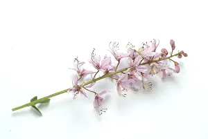 Rutaceae Family Plants Drucke: Diptam, also called Ashroot or dittany