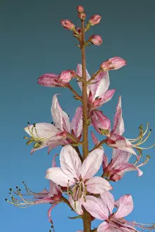 Poisonous Flowering Plants Drucke: Diptam, also called Ashroot or dittany