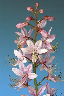 Rutaceae Family Plants Drucke: Diptam, also called Ashroot or dittany