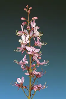 Rutaceae Family Plants Drucke: Diptam, also called Ashroot or dittany