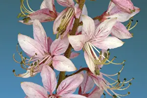 Burning Bush Plant Drucke: Diptam, also called Ashroot or dittany