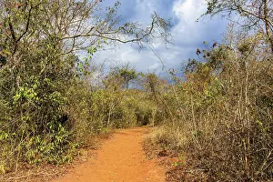 Minas Gerais Landscape Drucke: Dirt path surrounded by the dense dry