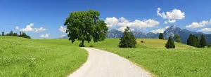 Allgau Alps Panoramic View Drucke: Dirt road through fields and meadows
