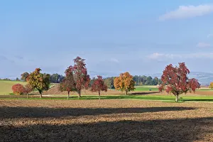Central Europe Farming Scene Drucke: Discoloured pear trees (Pyrus)