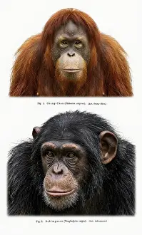 Historical Animal Depiction Drucke: Display board apes, chimpanzees (pan)