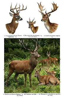 Deserted Landscape With Deer Drucke: Display board deer, deer (Cervus)