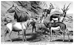 Natural Habitat Illustrations Drucke: Display chart, Antelopes I, illustration