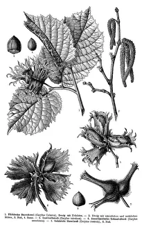 Historic Flora Images Drucke: Display chart, Common Hazel, illustration