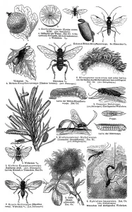 Historical Wildlife Illustrations Drucke: Display chart, Hymenoptera I, illustration
