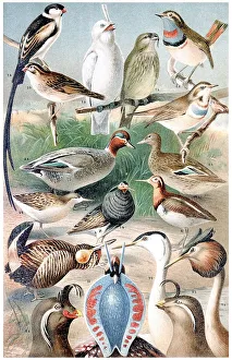 Natural Habitat Illustrations Drucke: Display chart, Nuptial Plumage I