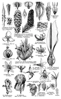 Display chart, Plant Systematics I