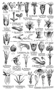 Historic Plant Depictions Drucke: Display chart of Plant Systematics IV
