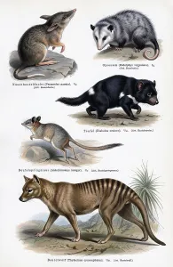 Drucke von Anzeigetafel Marsupialia, Opossums (Didelphis), Beutelmarder, Beutelteufel (Sarcophilus harrisii), auch Tasmanischer Teufel, Beutelwolf (Thylacinus cynocephalus), auch Tasmanischer Wolf, Beuteltiger Tasmanischer Teufel Drucke: Anzeigetafel Marsupialier, Opossums (Didelphis)
