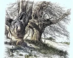 Historical Image Restoration Drucke: Distinctive trees, natural monument