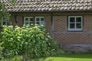 Munsterland Landscape Photography Drucke: District educational garden, Hydrangea Annabelle