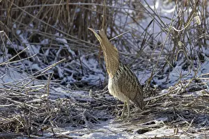 Botaurus Stellaris Drucke: Disturbed Eurasian bittern, great bittern (Botaurus stellaris) bitterning in the snow in dense reed bed