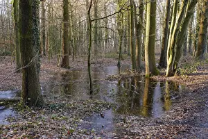 Ruhr Area Landscape Drucke: Ditch with water and ice layer in the forest
