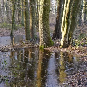 Deserted Forest In Germany Drucke: Ditch with water and ice layer in the forest