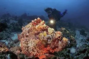 Maldives Underwater Photo Drucke: Diver looking at a bearded scorpionfish