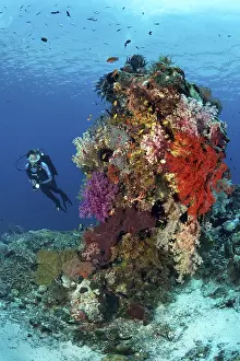 UNESCO World Heritage Site Indonesia Drucke: Diver observing various corals
