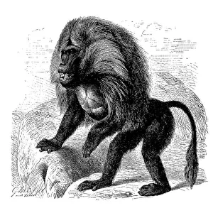 Rare Primate Species Drucke: Djelada or gelada baboon (Theropithecus gelada)