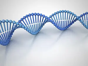 DNA Drucke: Molekularstruktur der DNS