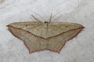 Geometer Moth Drucke: Dock moth
