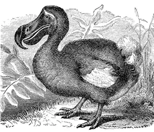 Dodos (Didus ineptus), Dronten, Doudo oder Dudu