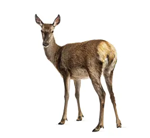 Drucke von Ein Moment der Ruhe und Selbstreflexion, ein junger Hirsch steht aufrecht und blickt zurück in eine klare Landschaft Weißwedelhirsch Drucke: Hirsch auf einem klaren Hintergrund stehend und zurückblickend