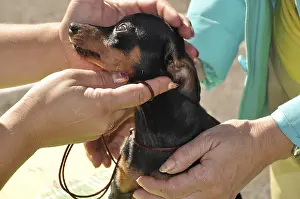 Young Mammals Drucke: At the dog show