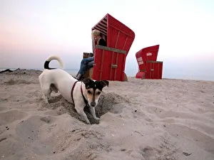 Hund am Strand