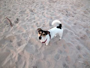 Colorful Beach Scene Drucke: Dog on the beach