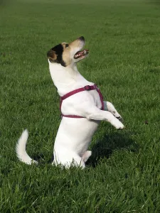 Green Grass Field Drucke: Dog begging