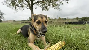 Domestic Dog In Nature Drucke: A dog is lying in the grass under a tree and playing with a corn corn cob