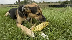 Central Europe Pets Drucke: A dog is lying in the grass and working with a corn corn cob