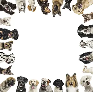 Studio Shot Of Pets Drucke: Many dogs creating a frame with white copy space