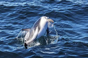 Ein Delfin springt dynamisch aus dem Wasser und erzeugt Spritzer.
