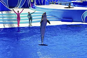 Dolphin Show Drucke: Dolphin jumping out of water during a show
