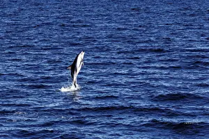 Marine Mammal Drucke: A dolphin leaps dynamically out of the blue sea