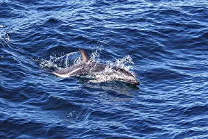Atlantic Spotted Dolphin Drucke: A dolphin swims dynamically through the waves in the open sea