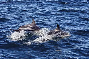 Blue Dolphin Drucke: Two dolphins jumping close together dynamically through the blue sea