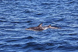 Drucke von Zwei Delphine schwimmen Seite an Seite auf der Oberfläche, Die Clymene-Delphinie (Stenella clymene) in der Nähe von Puerto Madryn in Argentinien Atlantischer Fleckendelfin Drucke: Zwei Delphine schwimmen Seite an Seite an der Oberfläche.