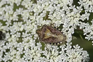 Flower Visiting Insects Drucke: Dolycoris baccarum, berry bug