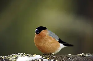Wild Animal Close View Drucke: Dompap - bullfinch