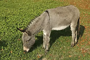 Domestic Ass Drucke: Donkey